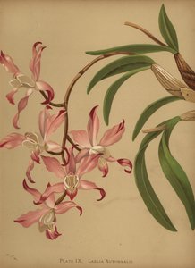 秋のラエリアン蘭、Laelia autumnalis 作： Unknown